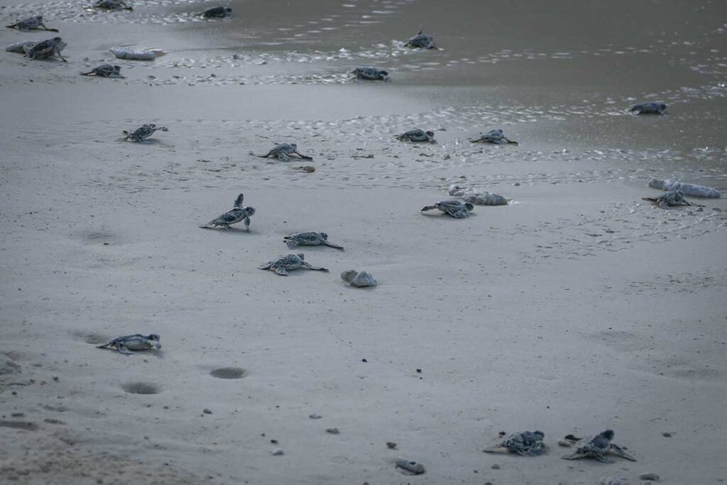 Baby green sea turtles hatch on Bay Canh Beach in Con Dao, crawling across the sand as they make their way to the ocean.