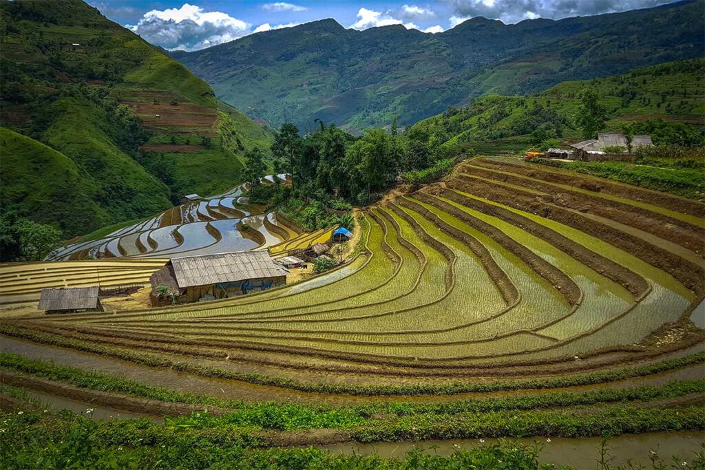 Terraced rice fields of Bac Ha District