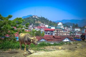 A buffalo standing on a hillside road with on the background the town of Bac Ha