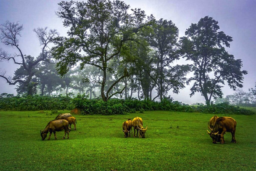 Buffalos grazing at Bai Bui Grassland