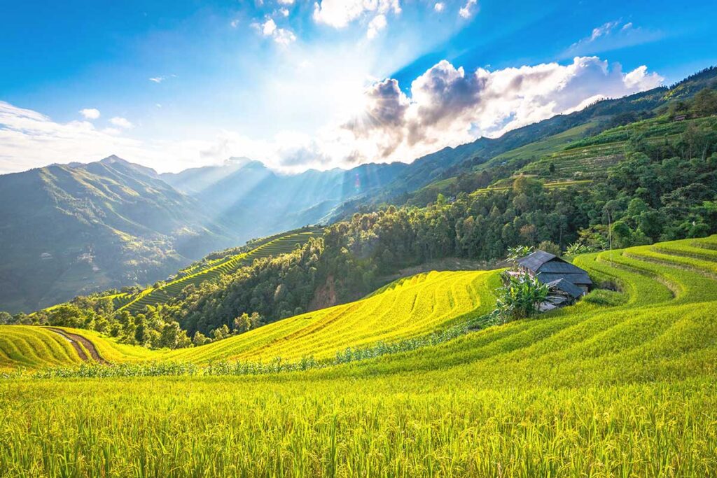 A breathtaking view of terraced rice fields along the Ha Giang Loop, transitioning from lush green to golden yellow, with sunlight breaking through the clouds, showing the best time to do the Ha Giang Loop.