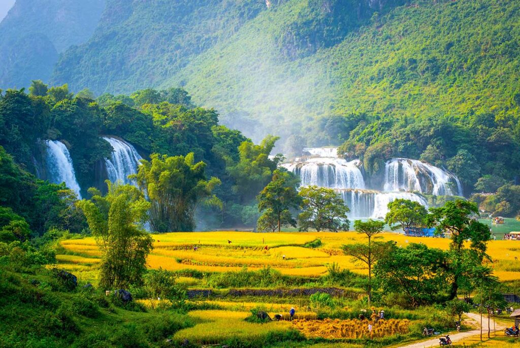 Best time to visit Ban Gioc Waterfall – A stunning view of Ban Gioc Waterfall at its best, with powerful cascading water and vibrant golden rice fields in the foreground. Local farmers are seen harvesting the rice, adding a lively cultural touch to the breathtaking natural scenery.