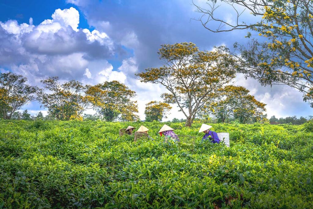 Farmers wearing traditional conical hats, harvesting fresh tea leaves at Bien Ho Tea Farm, a well-known plantation in Gia Lai.