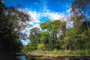 A stream within a forest part of Bu Gia Map National Park
