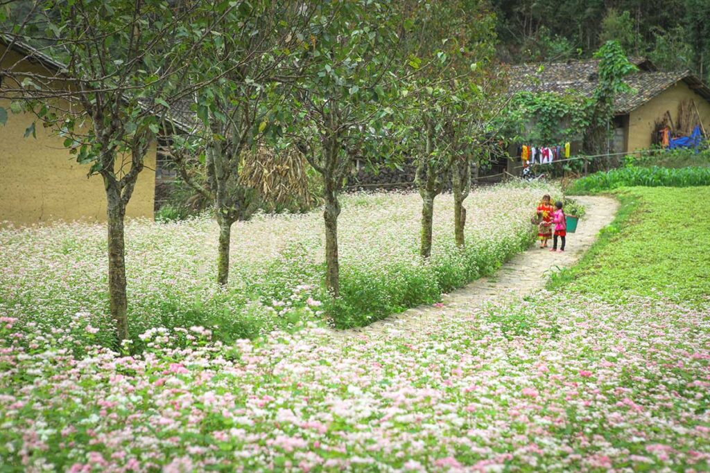 A small path lined with pink and white buckwheat flowers, leading to a traditional house, with two children walking along the trail, showcasing the beauty of Ha Giang’s buckwheat season.