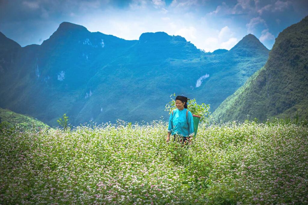 A mountaintop field covered in pink and white buckwheat flowers, with an ethnic woman carrying a basket, capturing the charm of buckwheat season in Ha Giang.