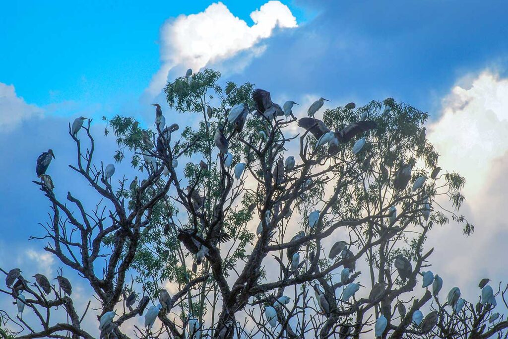 Storks sitting high in a tree at Stork Island Chi Lang Nam