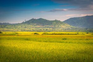 A stunning view of golden rice fields, stretching across a vast area with Chu Dang Ya Volcano towering in the distance.