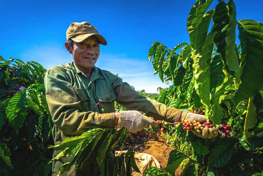 A farmer wearing a cap carefully handpicking coffee cherries from a plantation in Gia Lai, a major coffee-growing region.