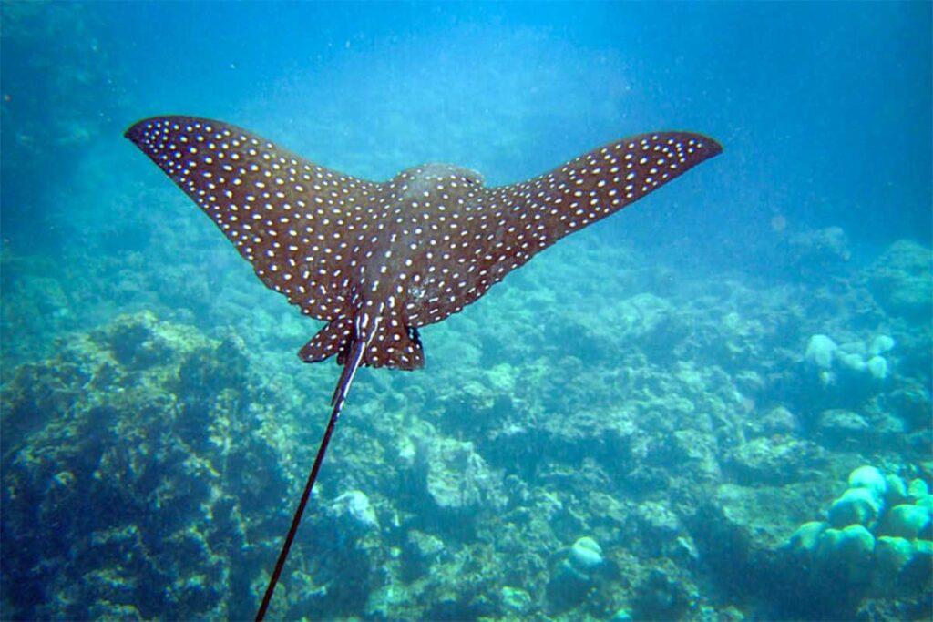 A majestic eagle ray glides through the waters of Con Dao, its wide wings creating an elegant silhouette against the ocean backdrop.