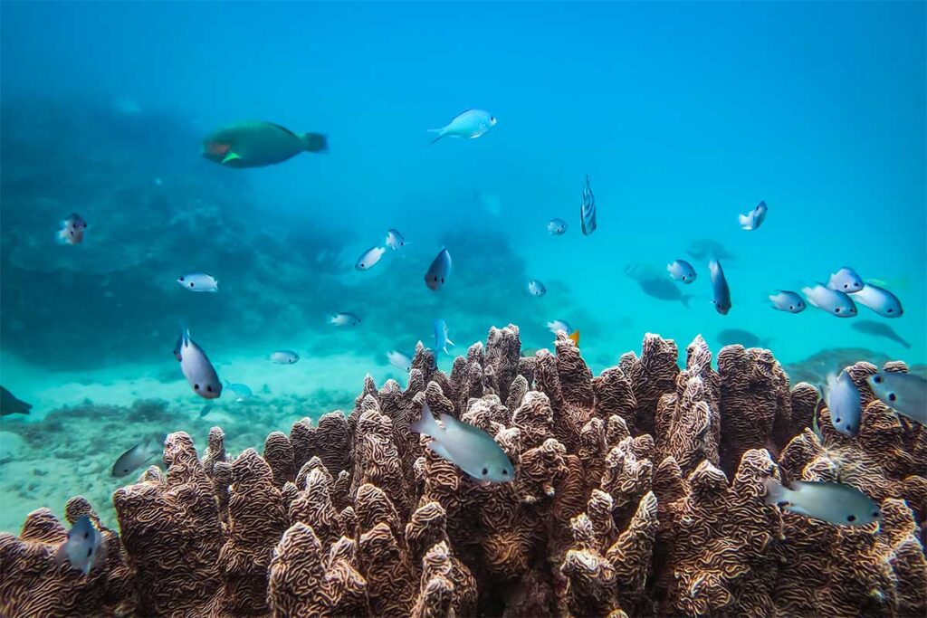 A lively underwater scene in Con Dao, where a large school of colorful fish swims over the coral reefs, highlighting the area’s rich marine biodiversity.