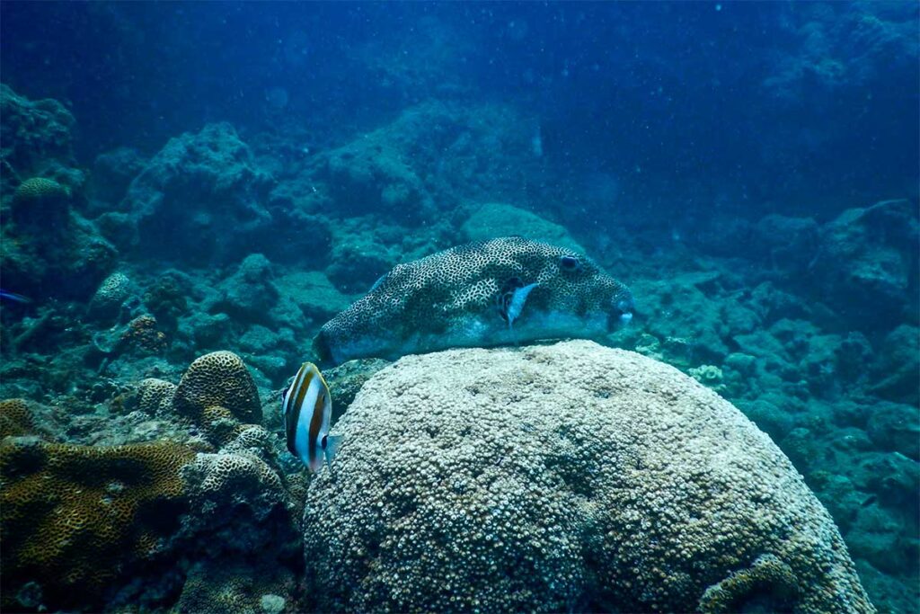 A beautiful underwater scene in Con Dao, with various fish swimming among the coral reefs in the island’s pristine diving spots.