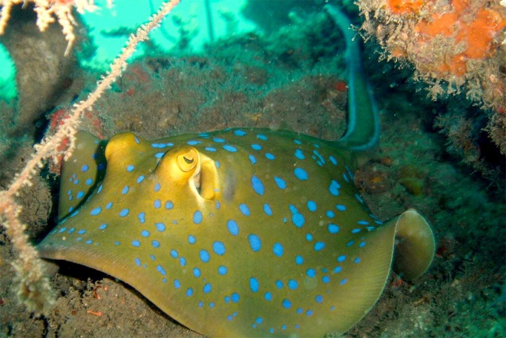 A blue-spotted ray glides over the sandy ocean floor in Con Dao’s waters, showcasing its distinctive bright blue markings.