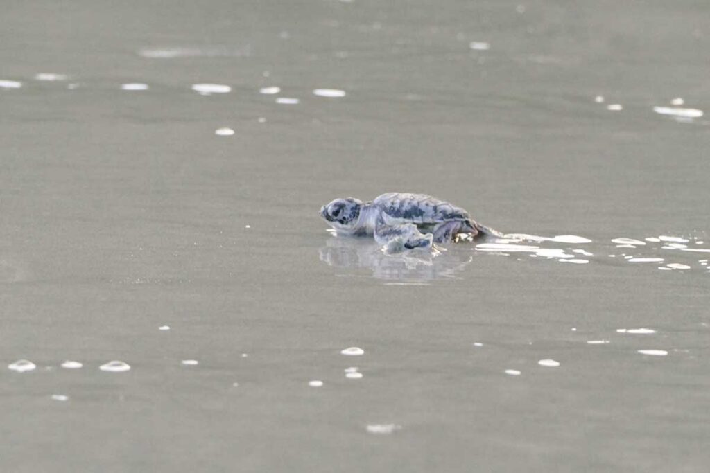 Con Dao in May – A baby green sea turtle at Bay Canh Beach, marking the start of the turtle nesting and hatching season.