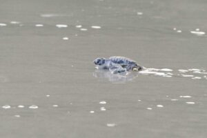 Con Dao in May – A baby green sea turtle at Bay Canh Beach, marking the start of the turtle nesting and hatching season.