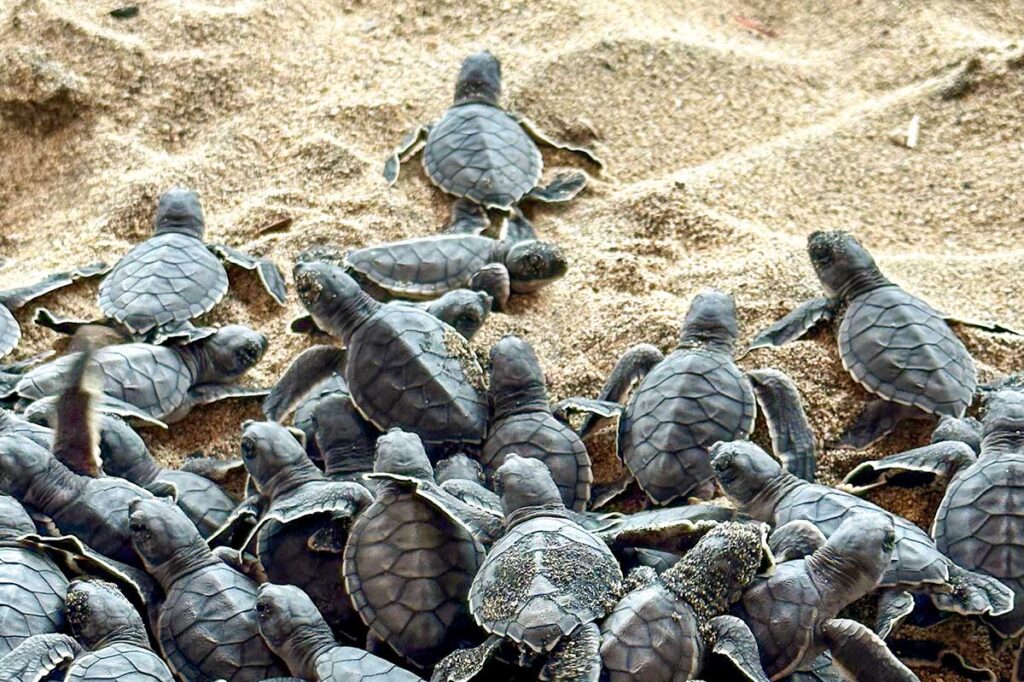 Con Dao in October – A large group of baby sea turtles making their way to the ocean, one of the highlights of turtle hatching season in Con Dao.