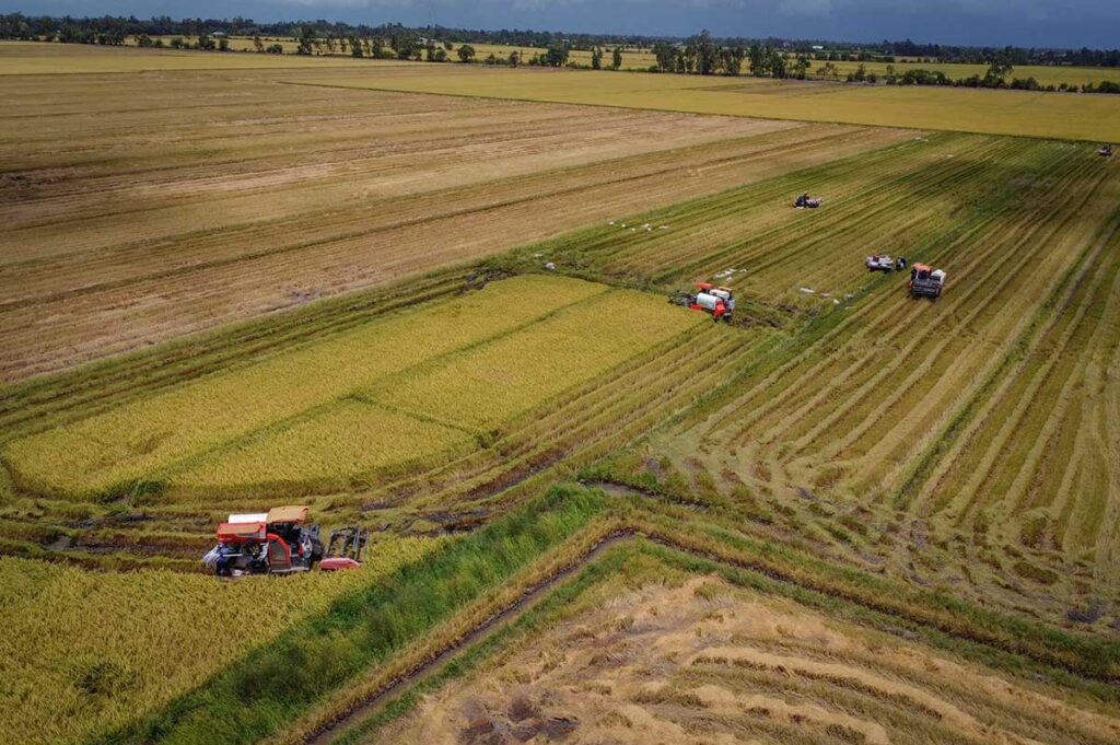 Farmers harvesting rice in mechanized fields in Kien Giang Province, Vietnam, with golden paddy ready for collection.