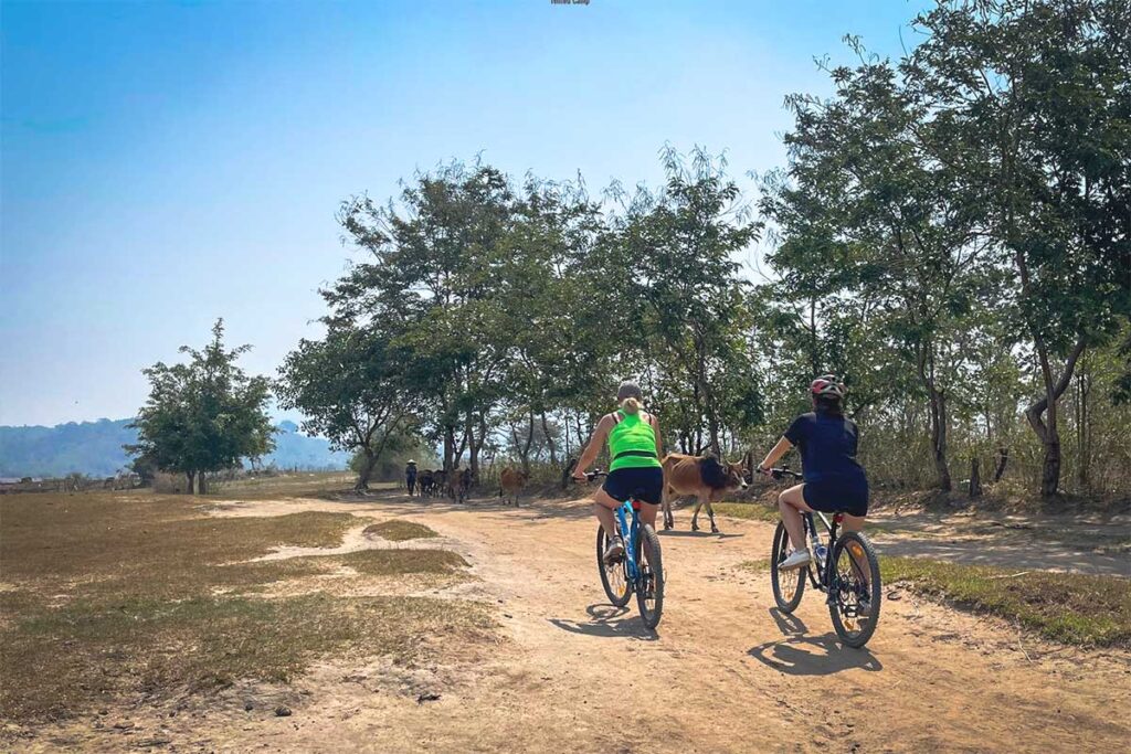 Two tourists biking through the countryside near Lak Lake, passing by water buffalo along a dusty rural road.