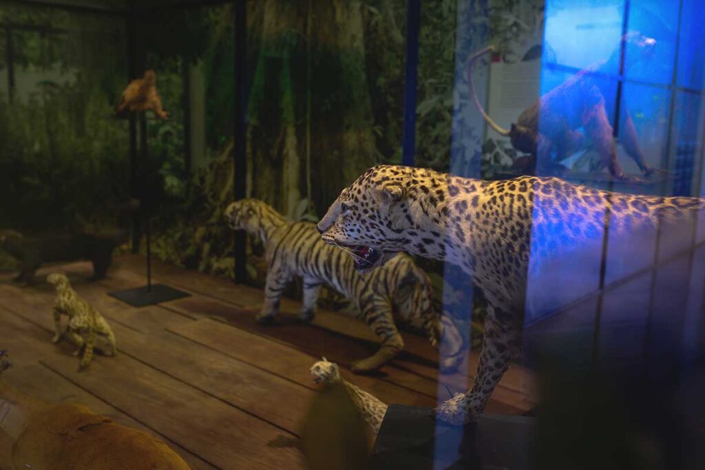 Exhibits of native animals at Dak Lak Museum, featuring a prominent leopard specimen.