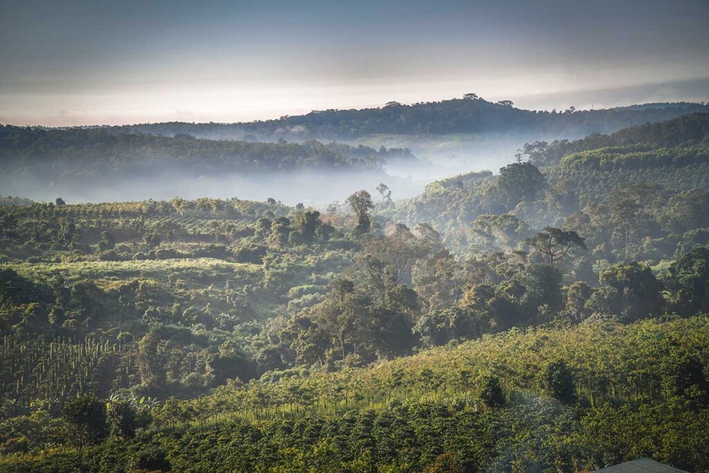 A panoramic view of Dak Nong’s landscape, featuring dense forests, rolling hills, and coffee farms spread across the terrain.