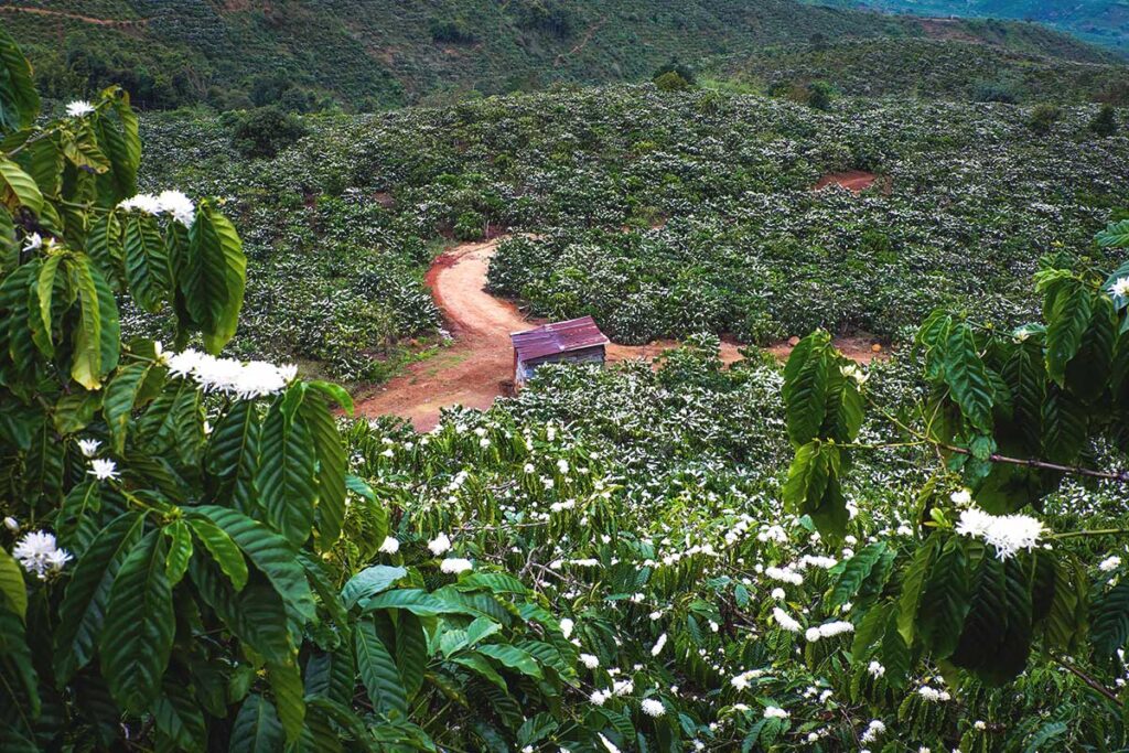 A vast coffee plantation stretching across the hills, with white coffee flowers in full bloom under the bright sky.