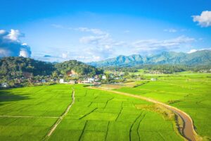 ​Aerial view of verdant rice fields in Dien Bien Phu, showcasing the region's agricultural richness.​