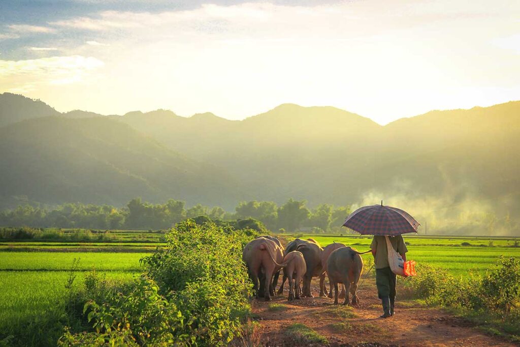 ​A rural scene featuring rice fields with a pathway where a man holding an umbrella walks alongside cows in Dien Bien Phu.