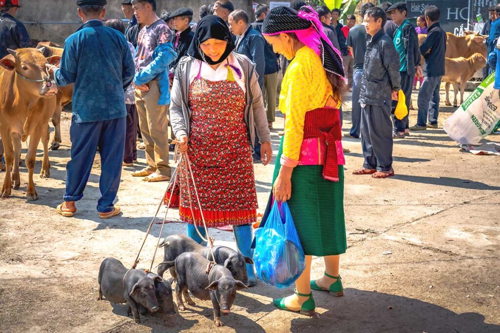 Two ethnic minority women at Dong Van Market, while another woman walks by leading several pigs on a leash, showcasing traditional market life in Ha Giang.