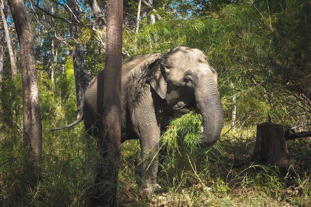 A wild elephant walking freely through the landscape of Yok Don National Park, surrounded by nature.