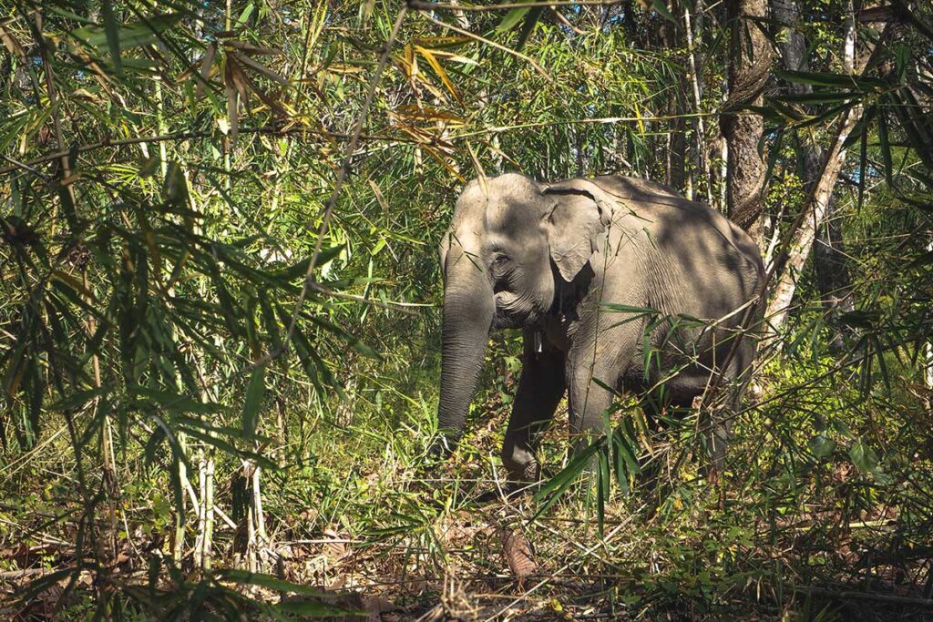 A wild elephant moving through dense bushes in Yok Don National Park, blending into its natural habitat.