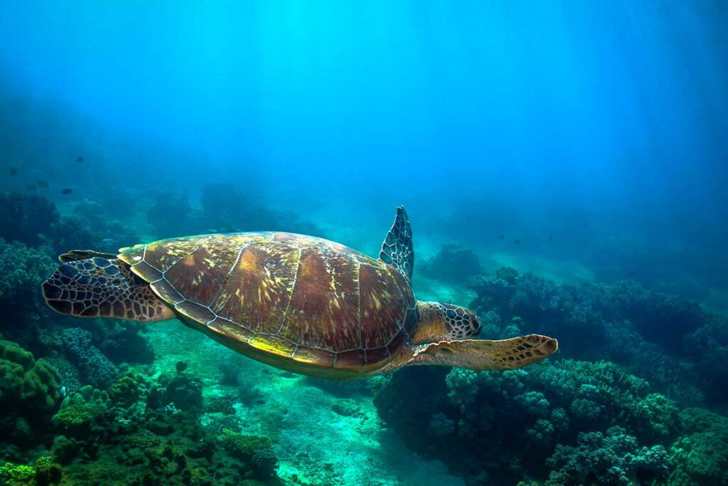 A green sea turtle glides through the ocean, showcasing its smooth shell and graceful movements in the clear blue water.