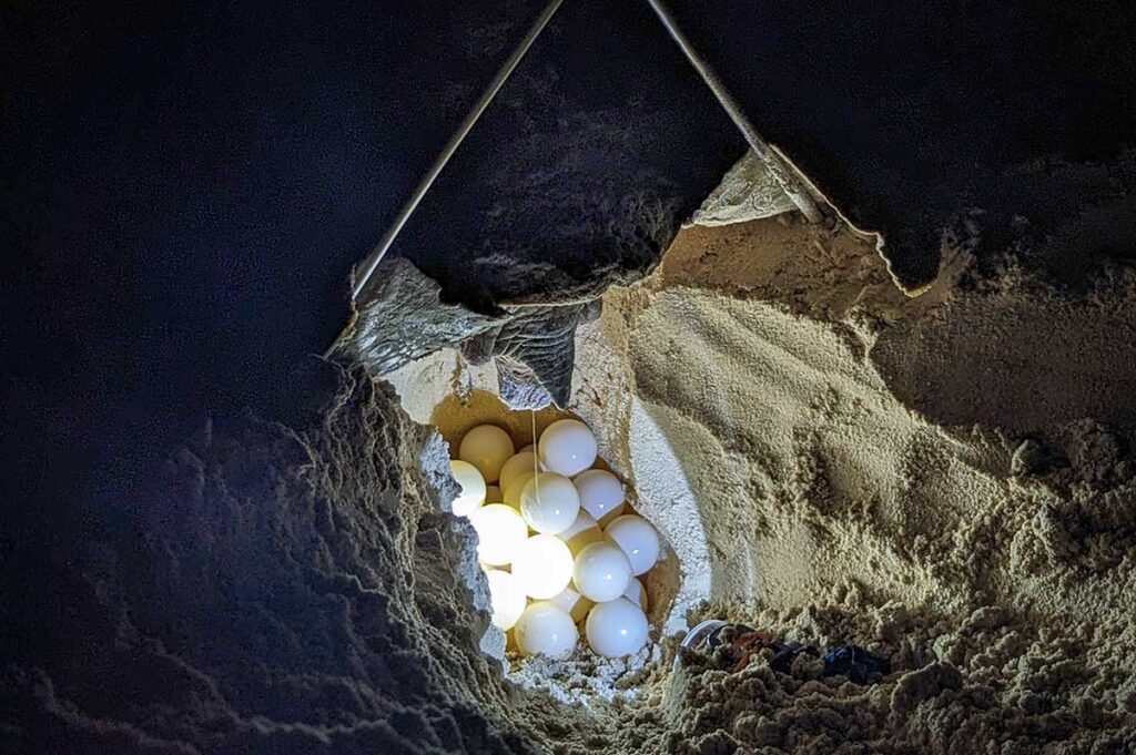 An adult green sea turtle (Chelonia mydas) lays her eggs on Bay Canh Beach in Con Dao, illuminated by a headlamp in the middle of the night.