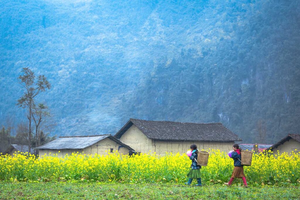 Ha Giang Loop in February – Two ethnic minority children walking along a vibrant yellow flower field, with traditional clay houses in the background, capturing the beauty of early spring in Ha Giang Loop.