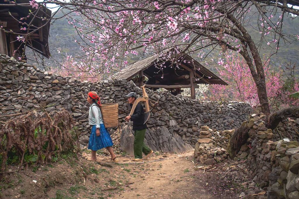 Ha Giang Loop in January - A village road in Ha Giang Loop, featuring a traditional ethnic house, a man and woman from an ethnic minority, and a tree in full bloom with pink flowers, marking the start of spring.