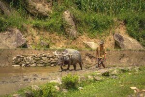 Ha Giang Loop in June – A man working with a buffalo to plow a field, preparing for rice planting season, a typical sight in Ha Giang Loop in June.