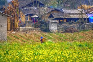 Ha Giang Loop in March – A yellow flower field in the foreground, with an ethnic woman carrying a basket near a traditional yellow clay house and stone wall, showcasing the colorful landscapes of Ha Giang Loop in March.