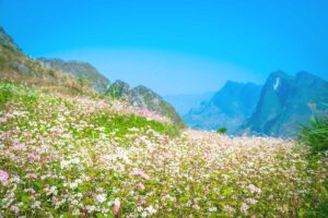 Ha Giang Loop in November – A field of pink and white buckwheat flowers, with towering mountains in the background, capturing the charm of Ha Giang Loop in November.