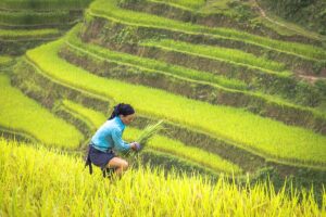 Ha Giang Loop in September – An ethnic woman harvesting golden rice on terraced fields, showcasing the stunning harvest season in Ha Giang Loop in September.