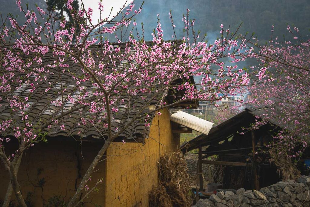 A tree full of pink blossoms standing in front of a traditional yellow clay ethnic house, capturing the beauty of springtime in Ha Giang.