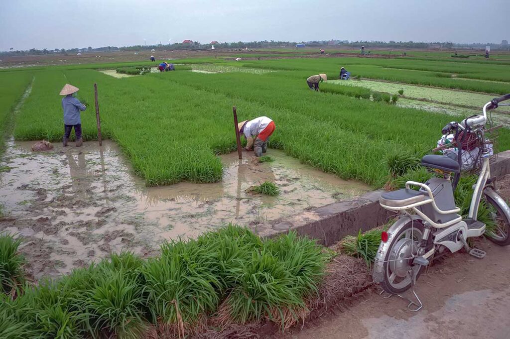 Locals are working in the rice fields of Hai Duong
