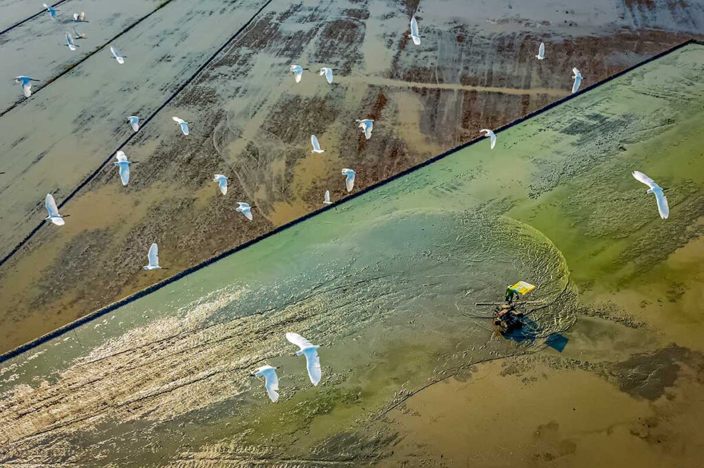 Countryside of Hau Giang Province, Vietnam – aerial view of a farmer plowing wet rice fields with white egrets flying overhead.