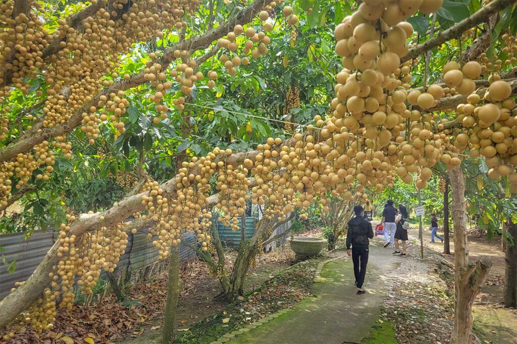 Fruit orchard in Hau Giang Province, Vietnam – lush longan garden with heavy clusters of ripe fruits along a shaded village path.