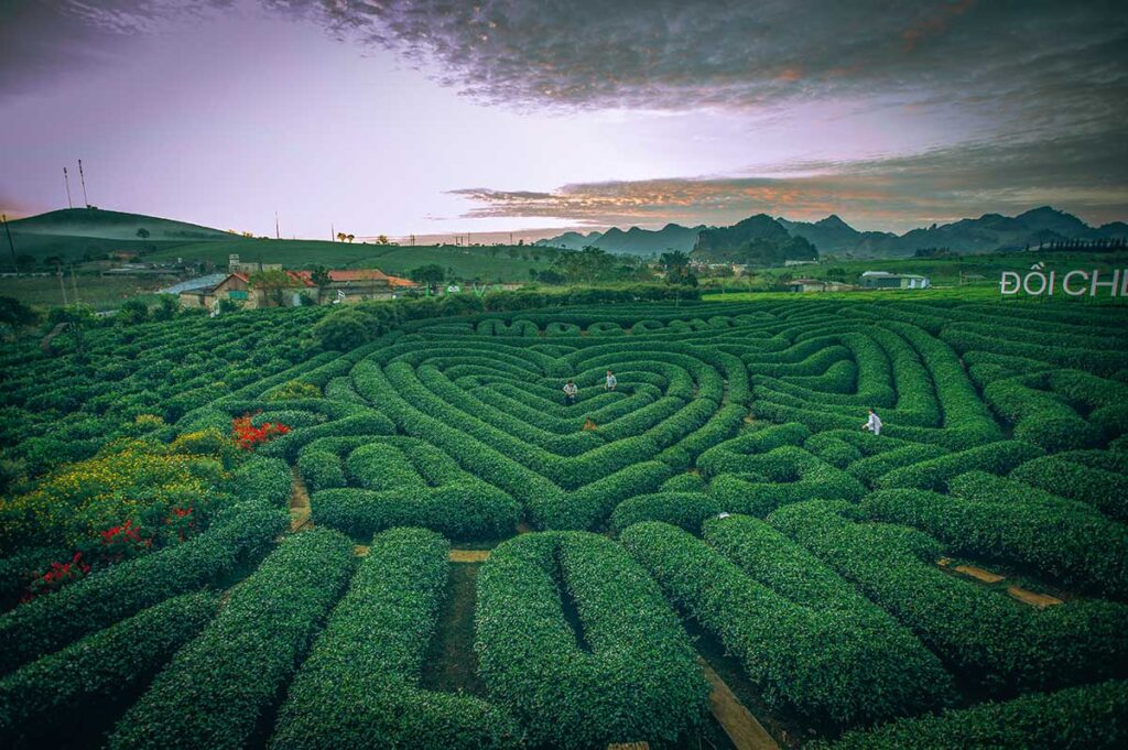 Heart-Shaped Tea Hill in Moc Chau