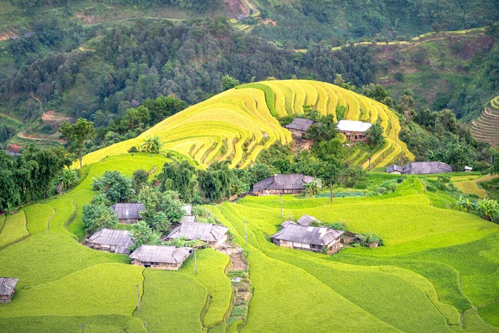 The stunning terraced rice fields of Hoang Su Phi, where the top fields remain green while the lower fields turn golden yellow, marking the start of the harvest season in September.