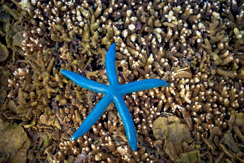 Bright blue starfish resting on colorful coral reefs at Hon Yen in Phu Yen, Vietnam.