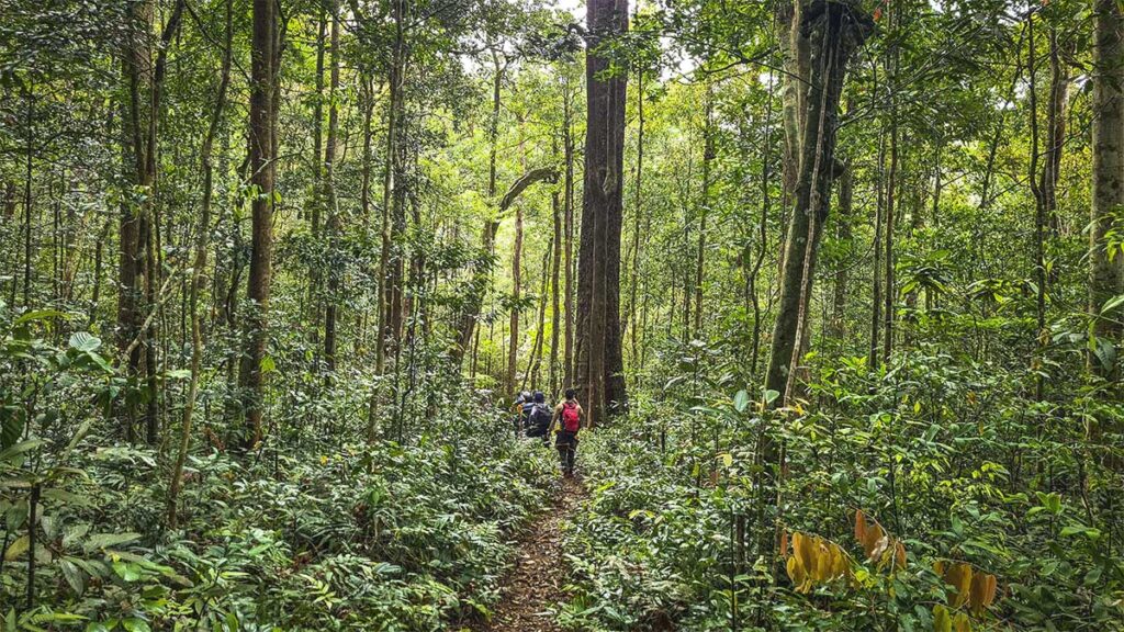 People trekking through the forest of Kon Ka Kinh National Park