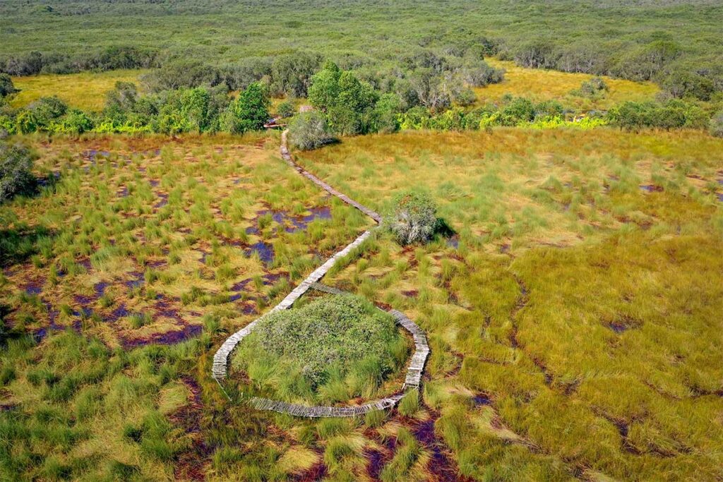 Aerial view of the winding bamboo boardwalk through Lang Sen Wetland Reserve in Long An, surrounded by lush swamp grasses.