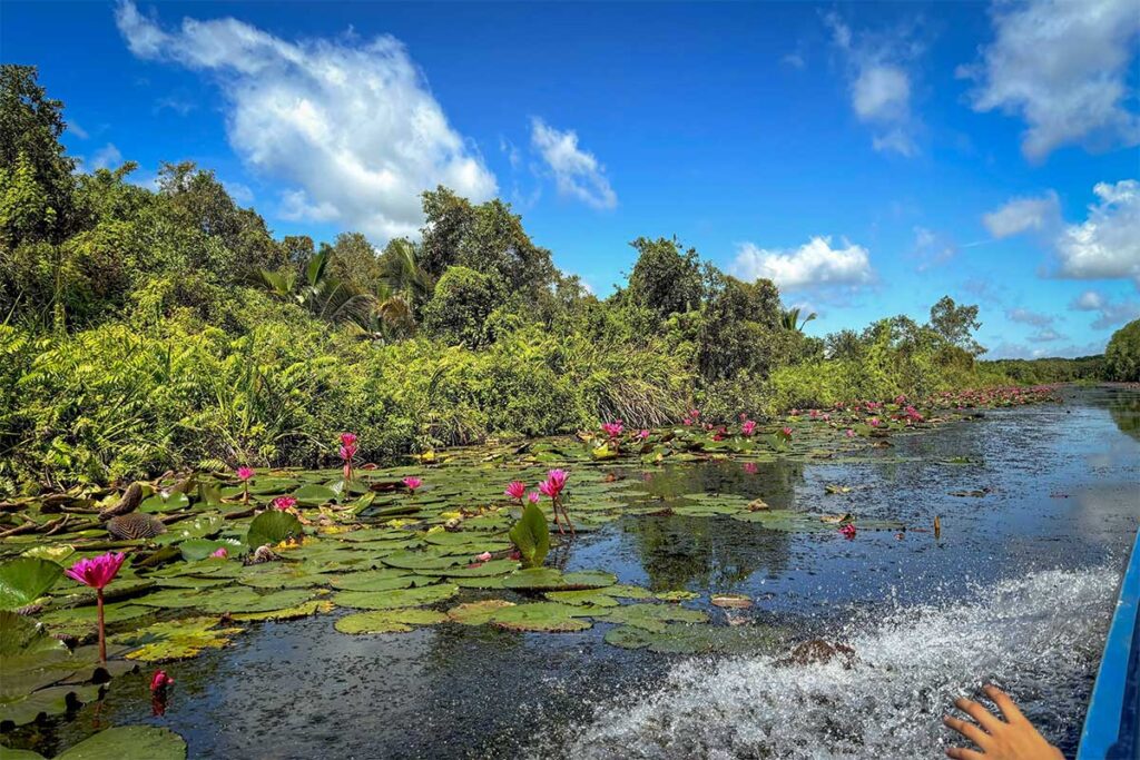 Scenic boat ride through blooming pink water lilies at Long An Endless Field wetland area, ideal for eco-tourism and nature lovers.