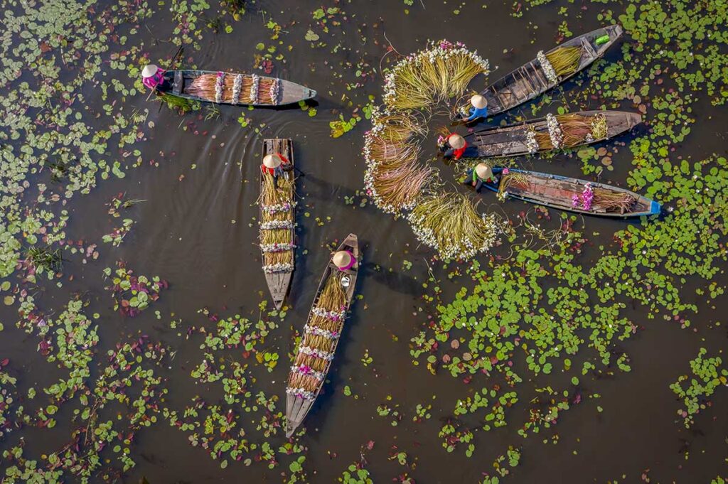 Aerial view of water lily harvesting in a lotus-covered pond in the Mekong Delta, Vietnam, with farmers in conical hats paddling wooden boats.