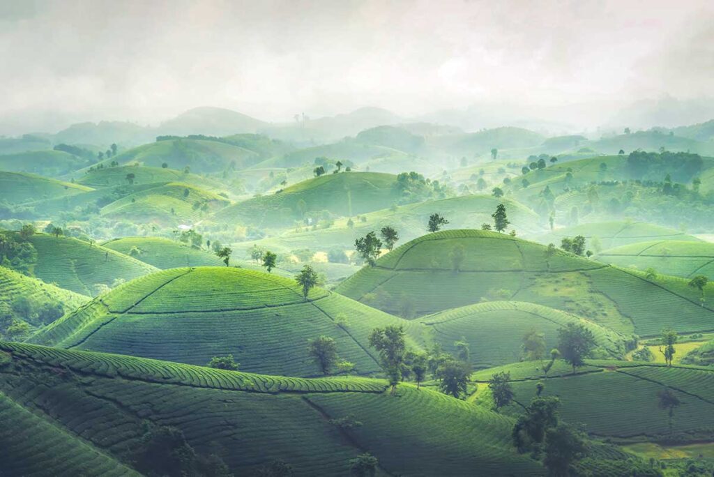 The Long Coc Tea Hills covered in light mist creating a mystical atmosphere
